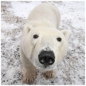 Meet your Posher, Simonis